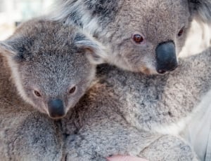 2 koala thumbnail