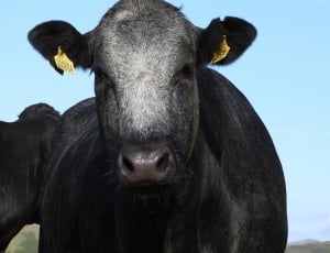 black cow with two yellow tags on it's ears thumbnail