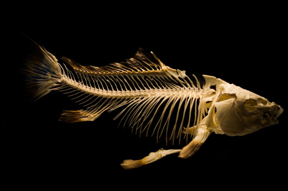 fish bone illustration preview