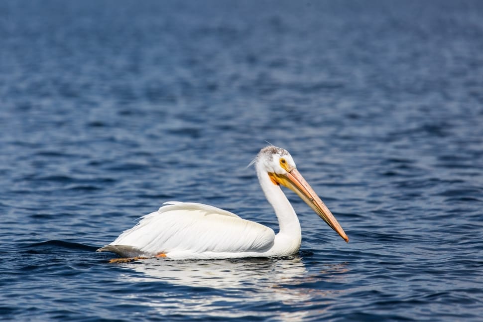 pelican on calm body of water preview