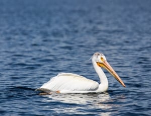 pelican on calm body of water thumbnail