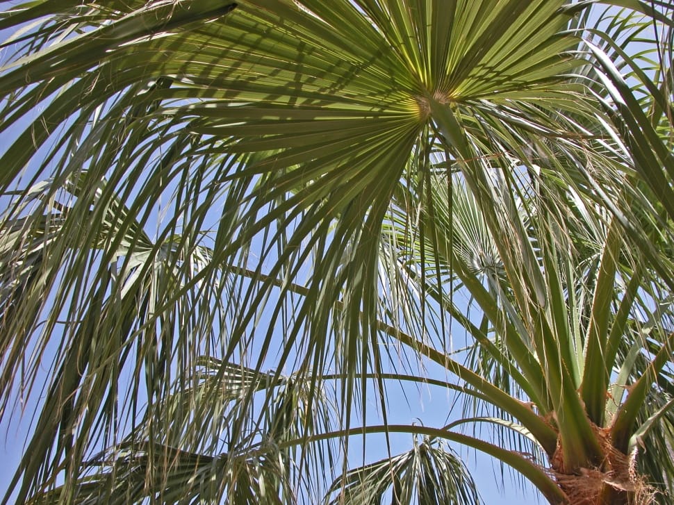 Palm, Leaves, James, palm tree, palm leaf preview