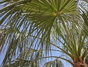 Palm, Leaves, James, palm tree, palm leaf thumbnail