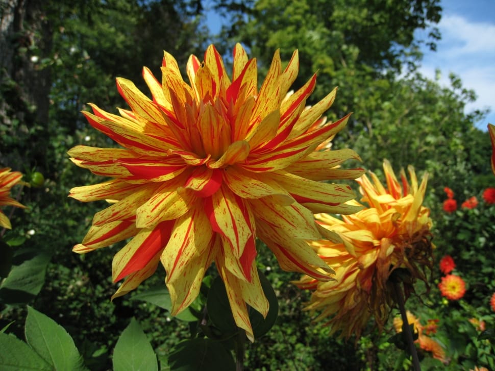 red and yellow clustered petaled flower preview