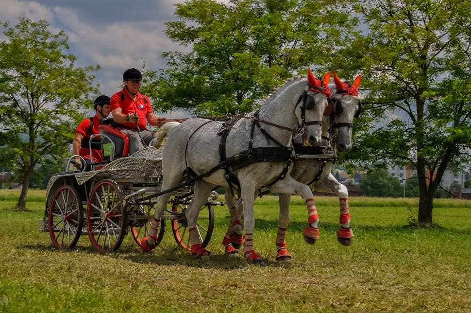 Carriage, Sport, Horses, Coach-Driving, horse, only men preview