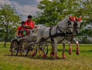 Carriage, Sport, Horses, Coach-Driving, horse, only men thumbnail