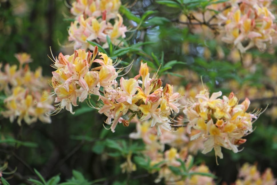 white and yellow petaled flower preview