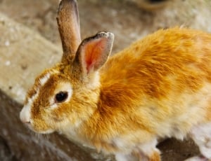 brown and white rabbit thumbnail