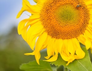 bee on sunflower on selective focus photography thumbnail