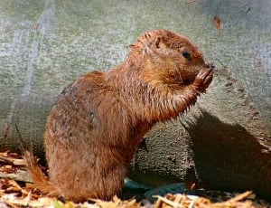 brown beaver thumbnail