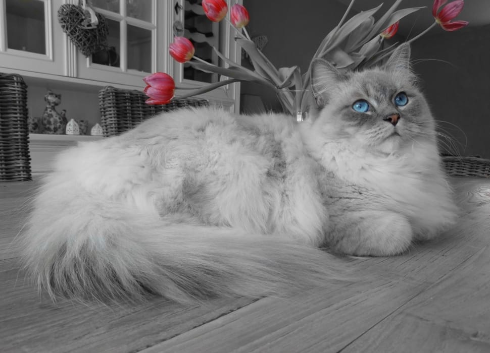 gray and white persian cat preview