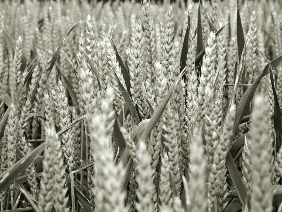 grayscale photo of wheat preview