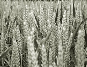 grayscale photo of wheat thumbnail