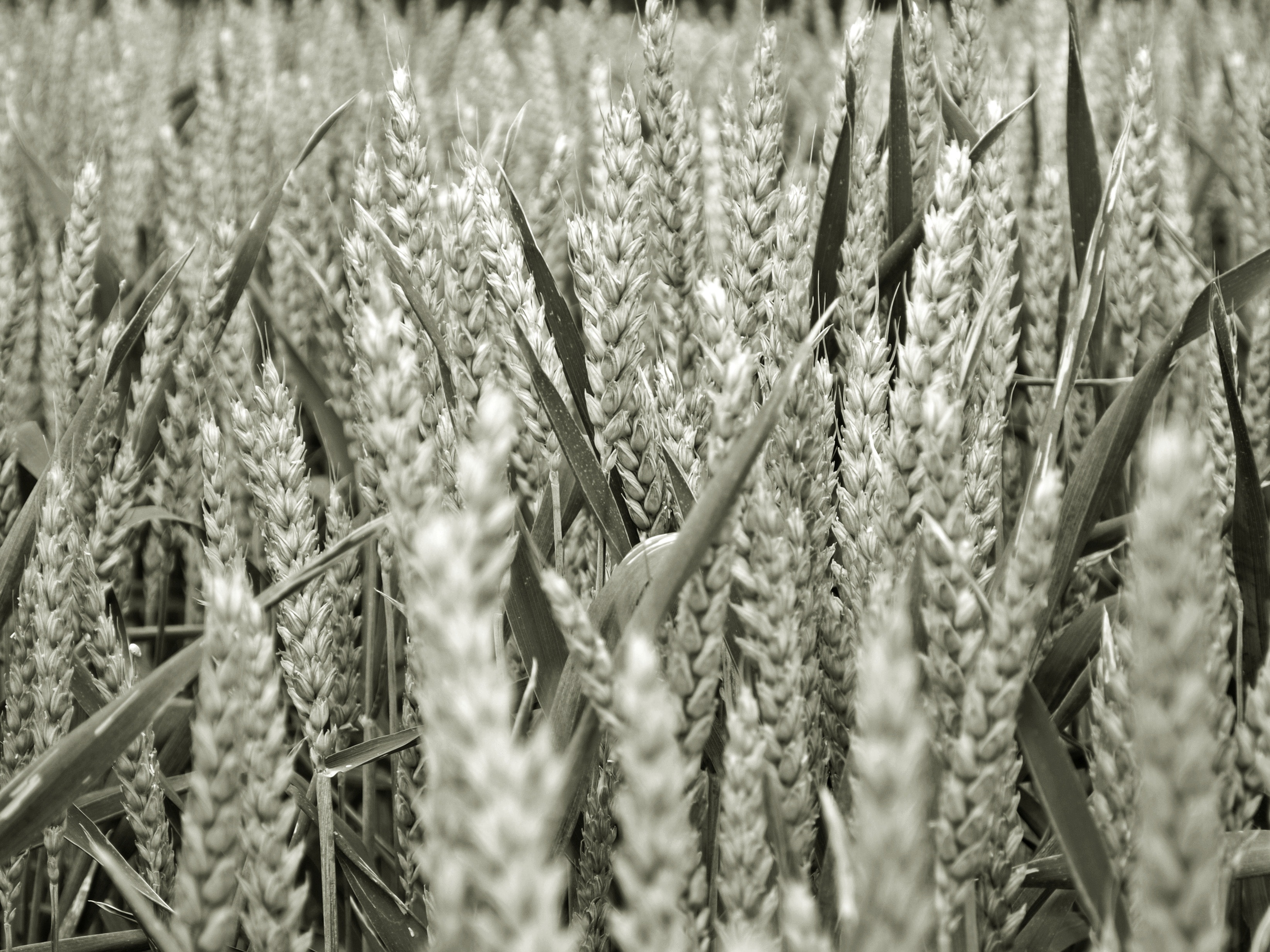 grayscale photo of wheat
