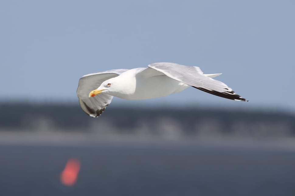 seagull preview