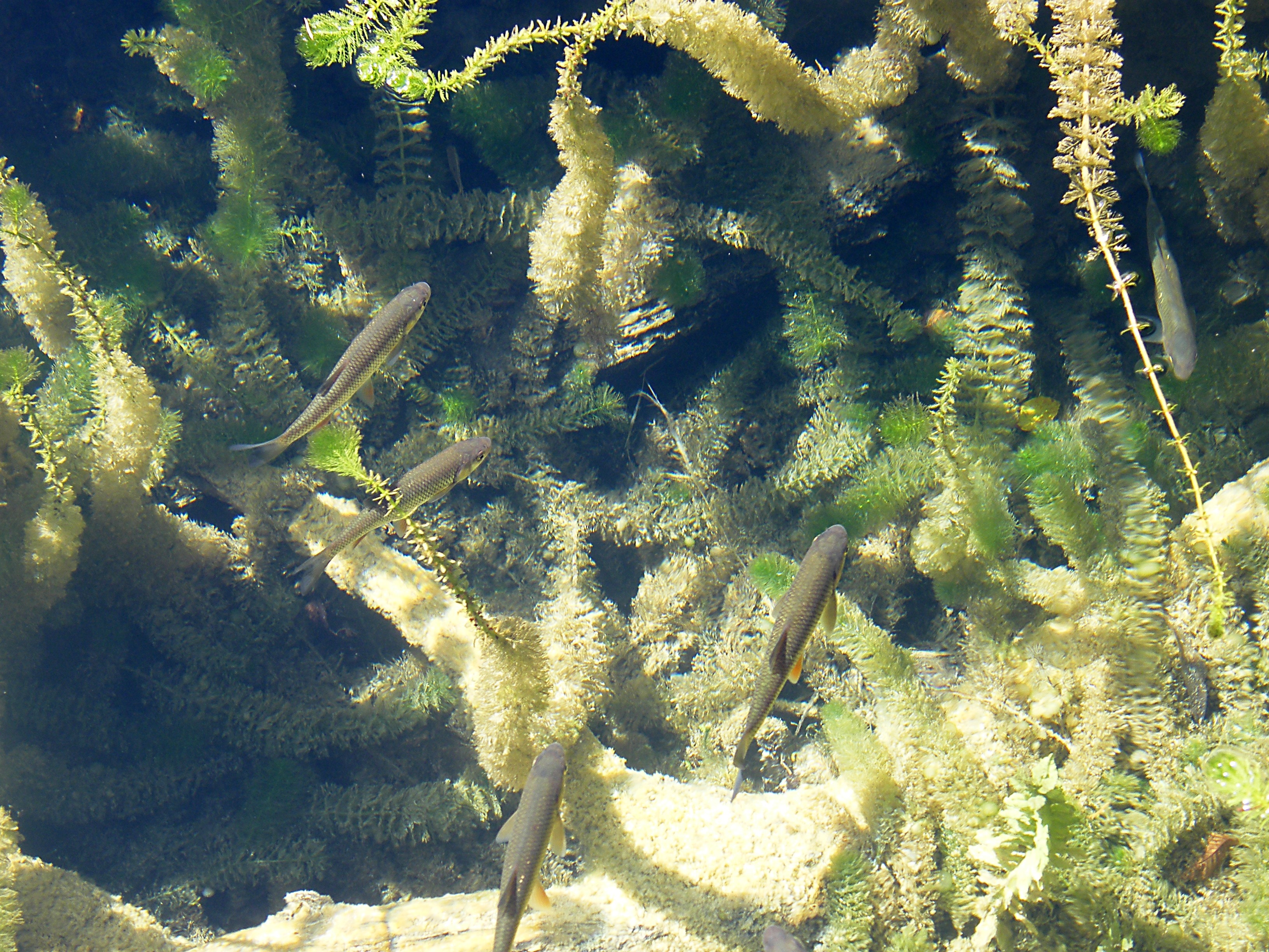 Фукус водная или наземно воздушная. Речные водоросли. Длинные водоросли. Рыбы в водорослях. Бентос водоросли.