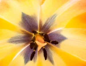 Stamp, Tulip, Stamens, Lily, Spring, flower, yellow thumbnail