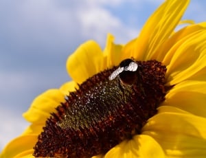 sunflower with bee on focus photo thumbnail