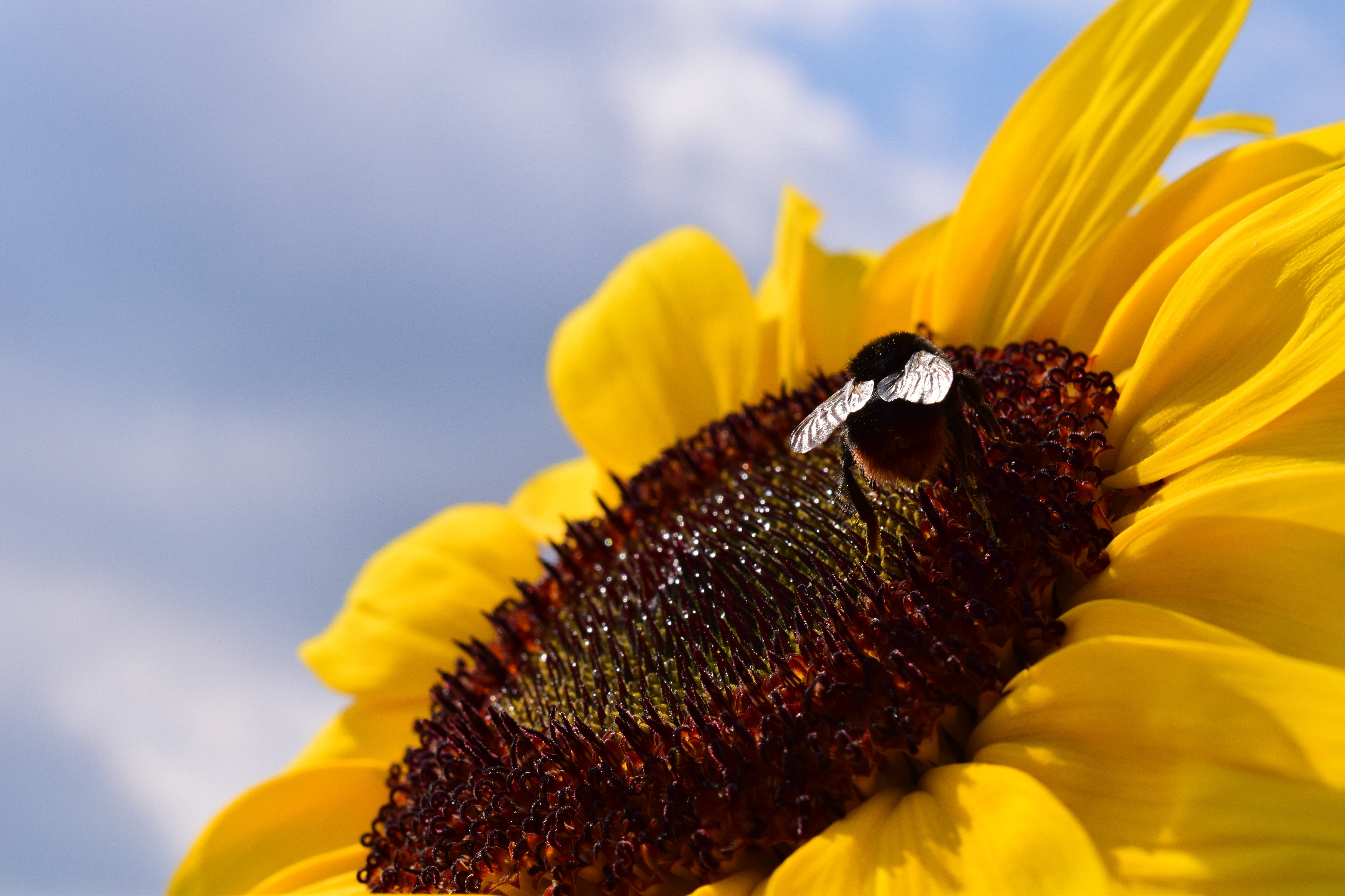 sunflower with bee on focus photo
