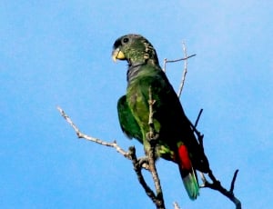 Maitaca verde-Scaly-headed Parrot. thumbnail