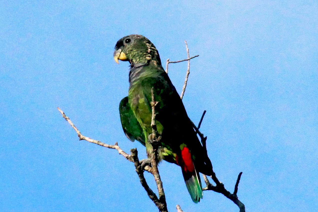 Maitaca verde-Scaly-headed Parrot.