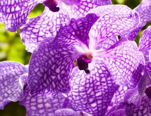 purple orchids thumbnail