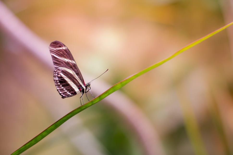 zebra longwing butterfly on green plant preview
