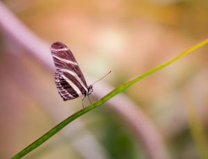 zebra longwing butterfly on green plant thumbnail