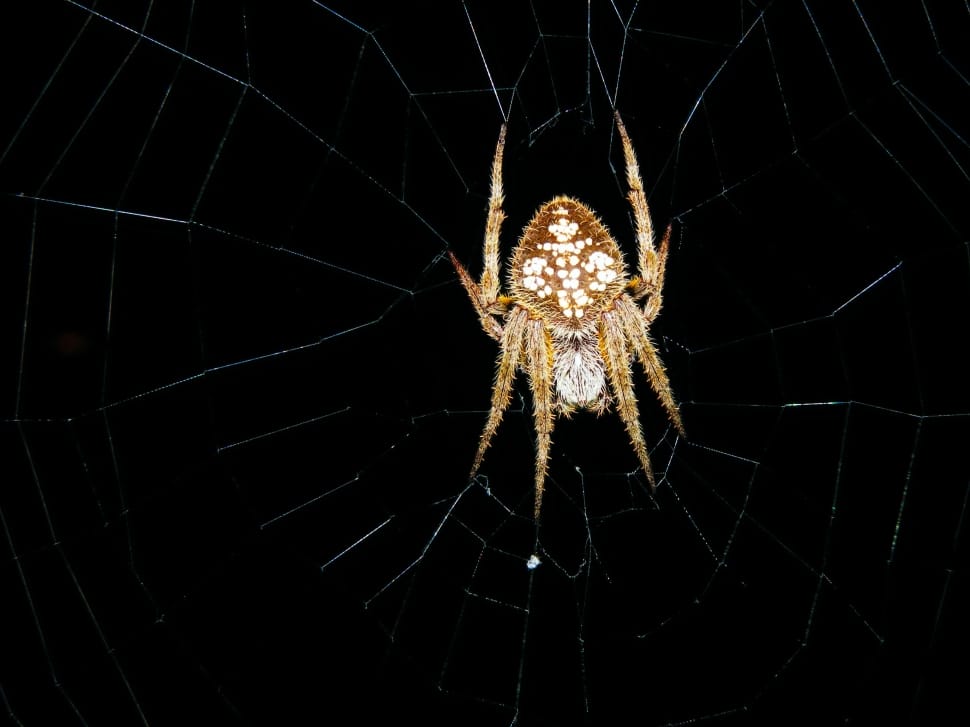 brown barn spider preview