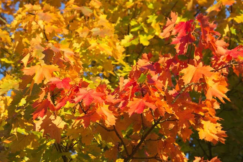 Golden Autumn, Autumn, Tree, Leaf, autumn, leaf preview