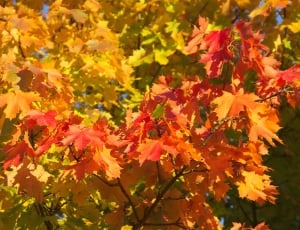 Golden Autumn, Autumn, Tree, Leaf, autumn, leaf thumbnail