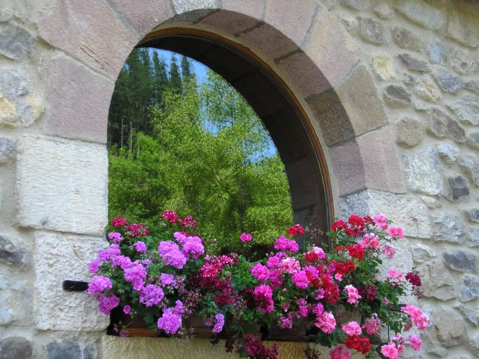 Flowers, Window, Warmth, Colors, arch, flower preview