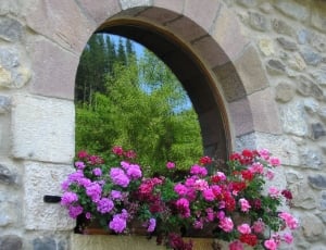 Flowers, Window, Warmth, Colors, arch, flower thumbnail