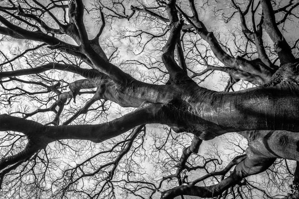 gray leafless tree preview