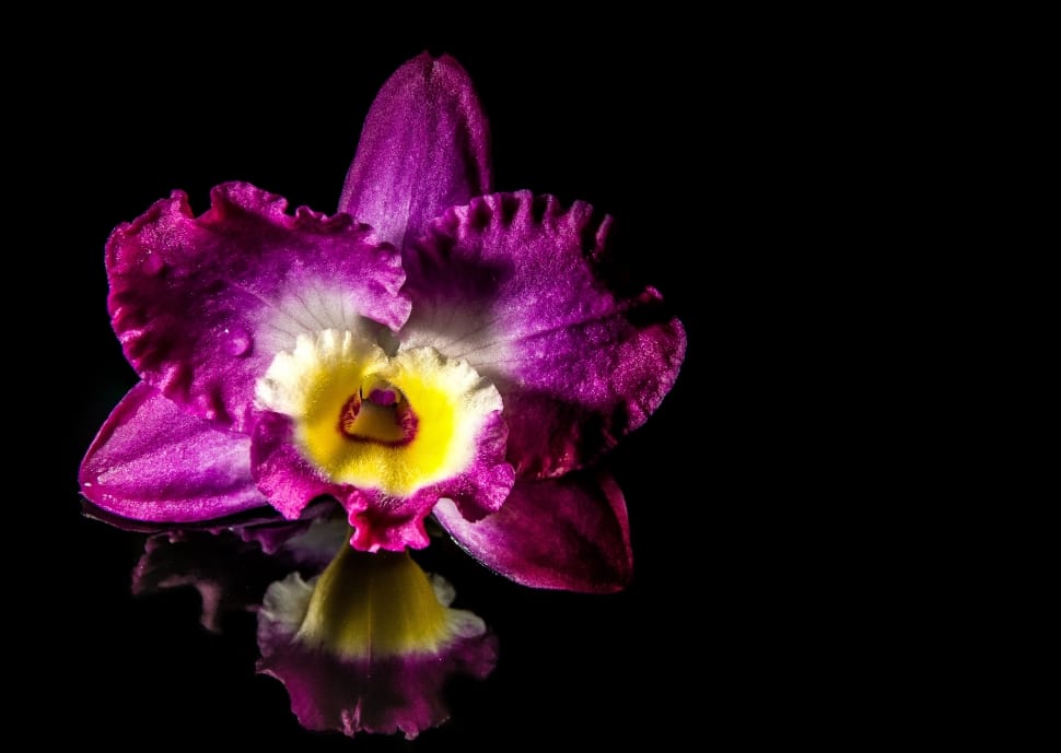 purple purple orchid preview