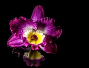 purple purple orchid thumbnail