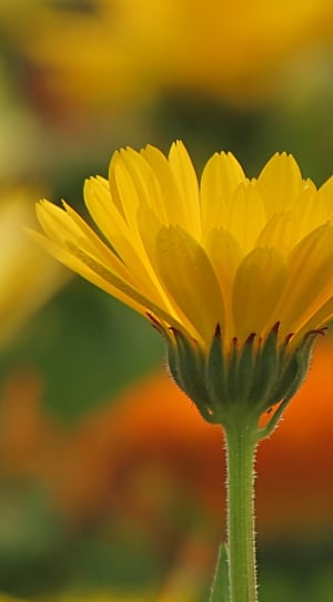 yellow daisy thumbnail