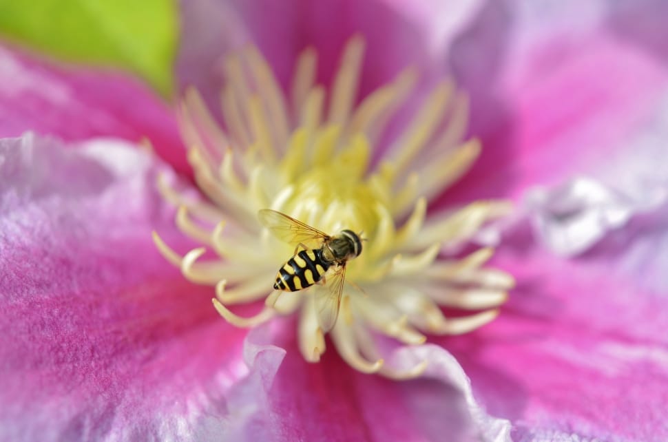 hover fly perched on yellow petaled flower preview