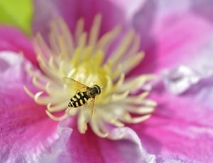 hover fly perched on yellow petaled flower thumbnail