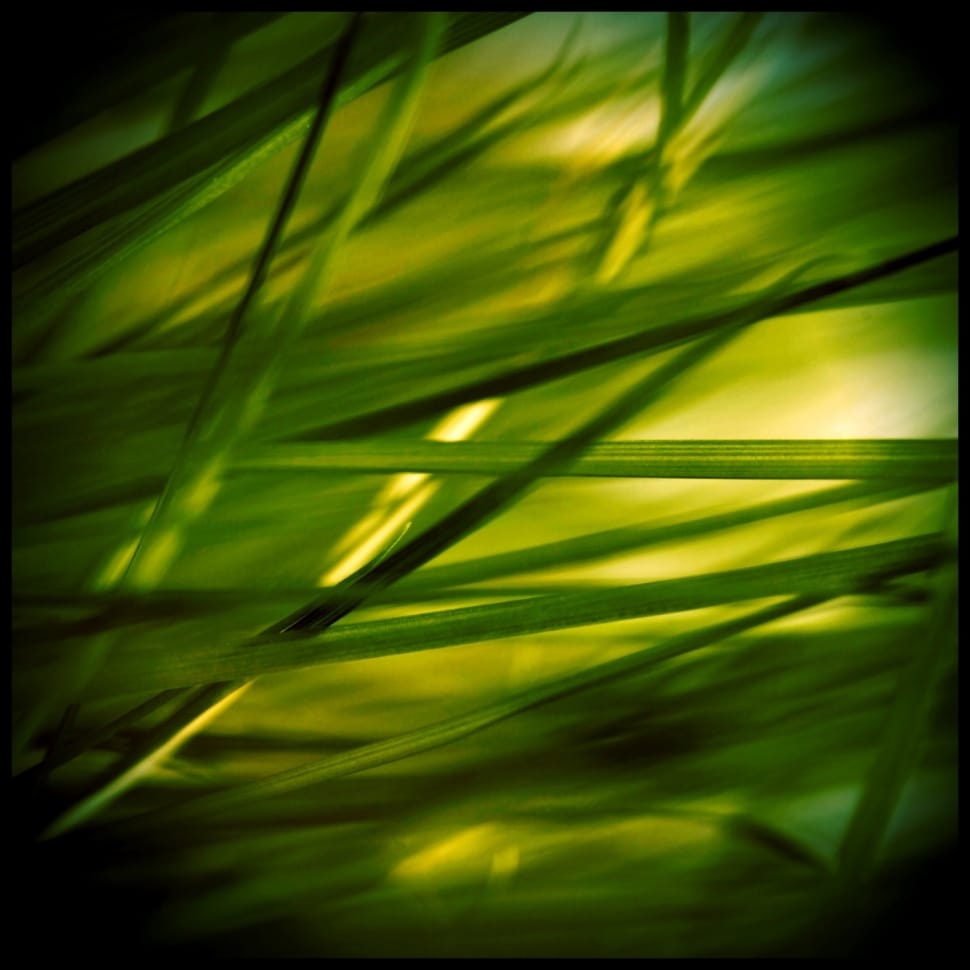Stone, Reed, Plant, Grass, Grasses, green color, nature preview