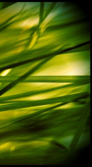 Stone, Reed, Plant, Grass, Grasses, green color, nature thumbnail