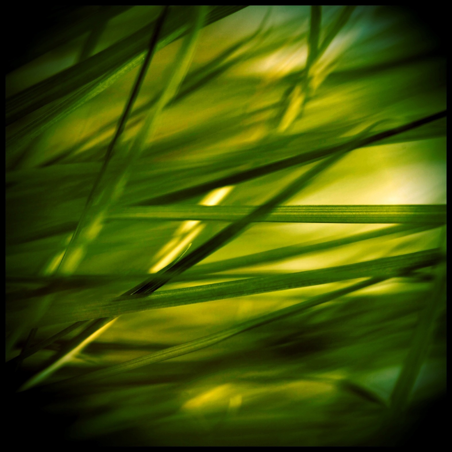 Stone, Reed, Plant, Grass, Grasses, green color, nature