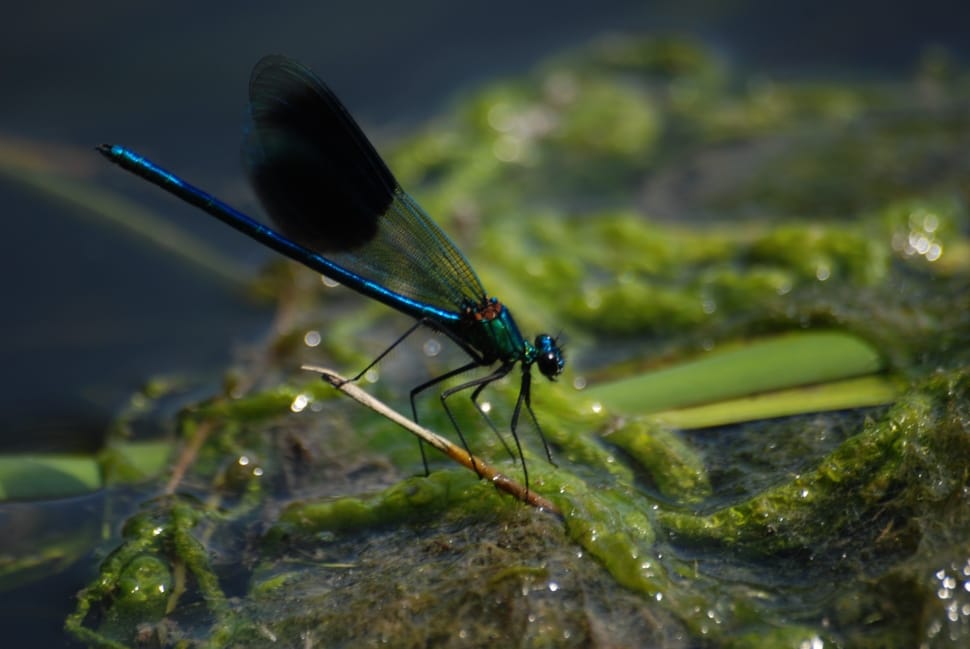 Damsel, Fly, Banded Demoiselle, insect, animal themes preview