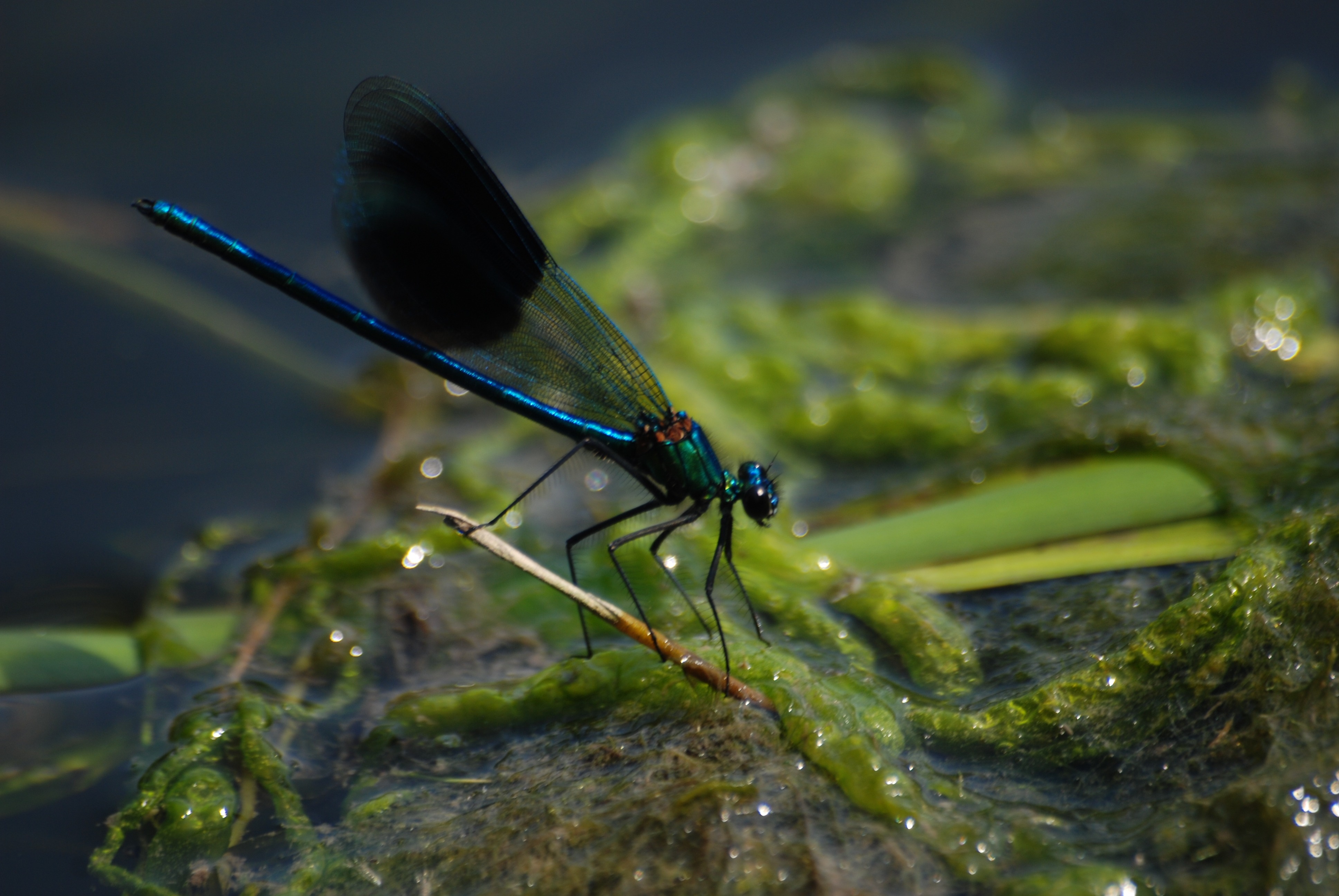 Damsel, Fly, Banded Demoiselle, insect, animal themes