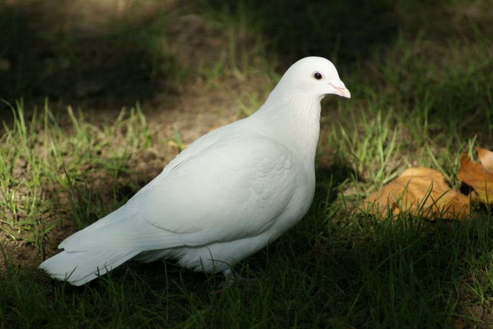 Religion, Spirituality, Bird, Hope, Dove, bird, one animal preview