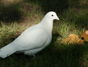 Religion, Spirituality, Bird, Hope, Dove, bird, one animal thumbnail