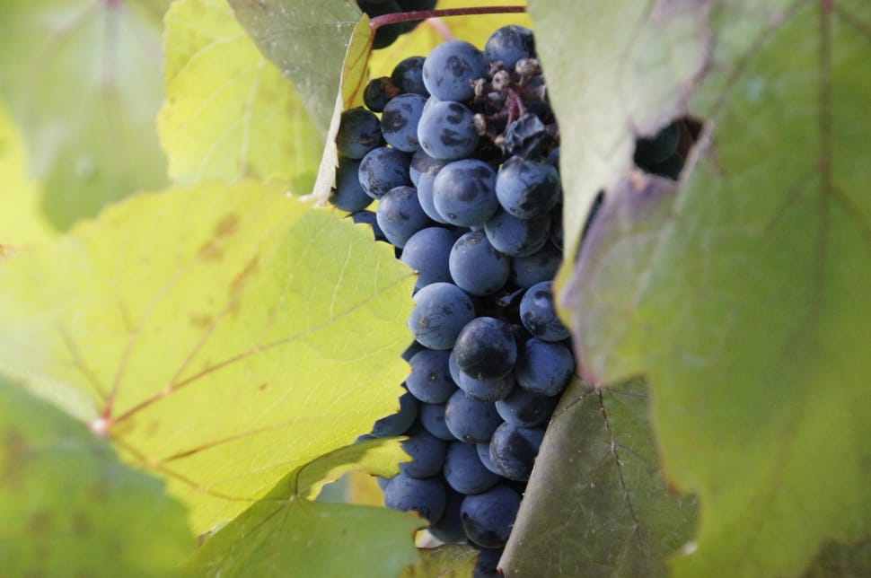 Grapes, Vine, Vineyard, Wine, grape, fruit preview