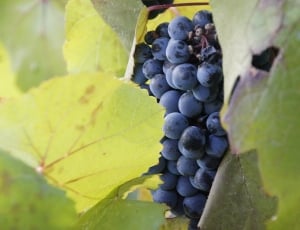 Grapes, Vine, Vineyard, Wine, grape, fruit thumbnail