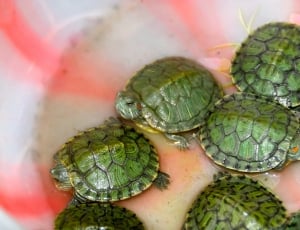 green turtles thumbnail
