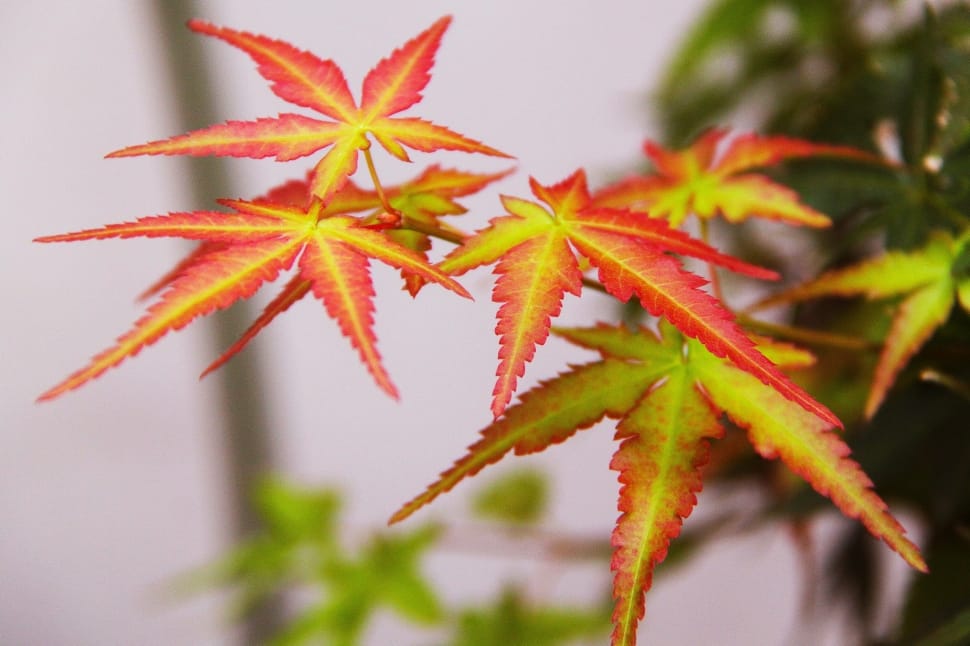 red and yellow plants preview